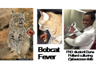 Bobcat Fever