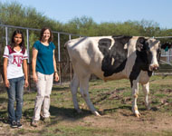 Photo of cow and researchers