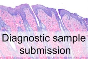 diagnostic sample submission